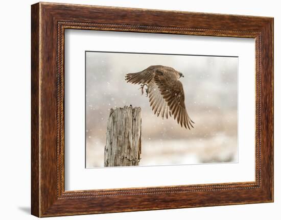 Flight Against the Snowstorm-Osamu Asami-Framed Photographic Print