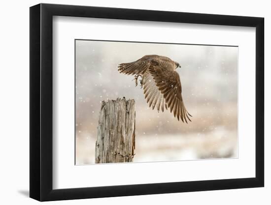 Flight Against the Snowstorm-Osamu Asami-Framed Photographic Print