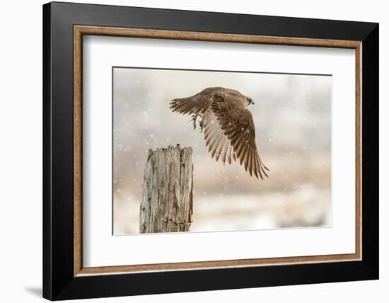 Flight Against the Snowstorm-Osamu Asami-Framed Photographic Print