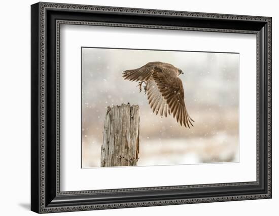 Flight Against the Snowstorm-Osamu Asami-Framed Photographic Print