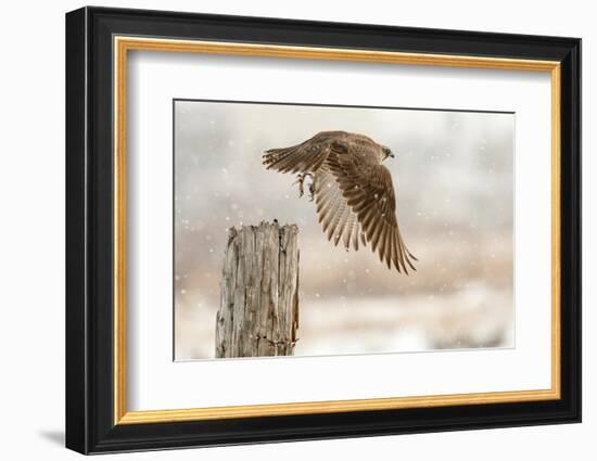 Flight Against the Snowstorm-Osamu Asami-Framed Photographic Print