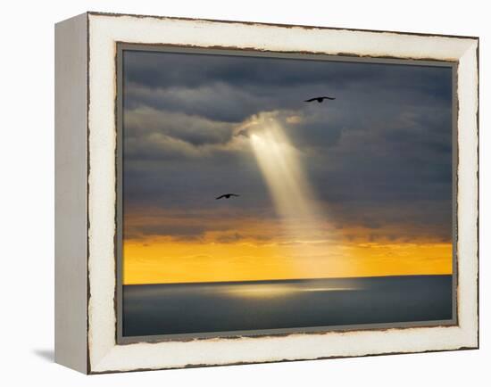 Flight for Freedom-Adrian Campfield-Framed Premier Image Canvas