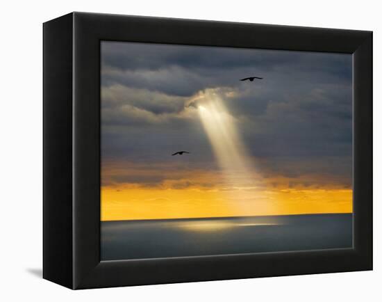 Flight for Freedom-Adrian Campfield-Framed Premier Image Canvas