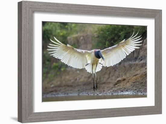 Flight in Action-Staffan Widstrand-Framed Giclee Print