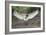 Flight in Action-Staffan Widstrand-Framed Giclee Print