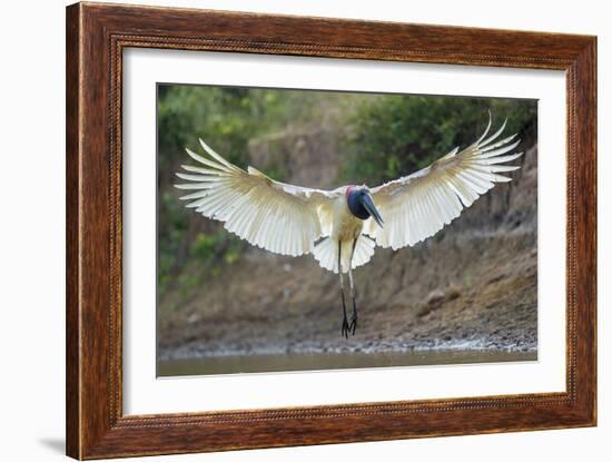 Flight in Action-Staffan Widstrand-Framed Giclee Print