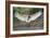 Flight in Action-Staffan Widstrand-Framed Giclee Print