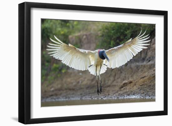 Flight in Action-Staffan Widstrand-Framed Giclee Print