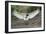 Flight in Action-Staffan Widstrand-Framed Giclee Print