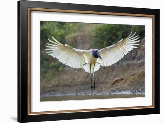 Flight in Action-Staffan Widstrand-Framed Giclee Print