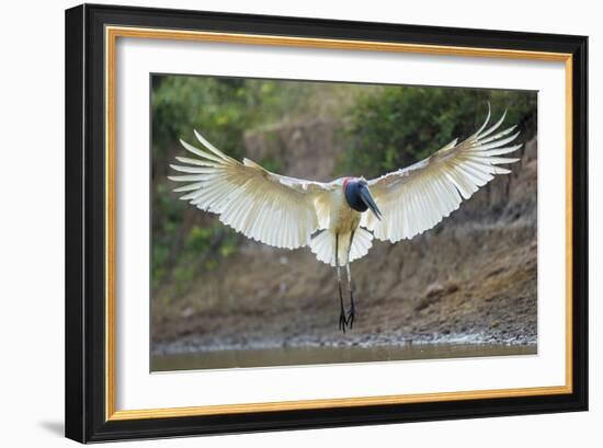 Flight in Action-Staffan Widstrand-Framed Giclee Print