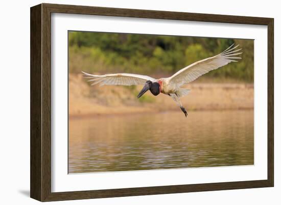 Flight in Motion-Staffan Widstrand-Framed Giclee Print