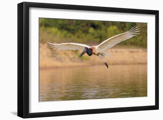 Flight in Motion-Staffan Widstrand-Framed Giclee Print