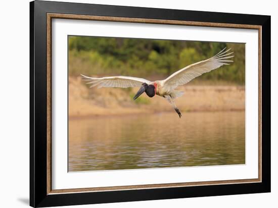 Flight in Motion-Staffan Widstrand-Framed Giclee Print