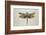 Flight of Fancy I-Jennette Brice-Framed Art Print