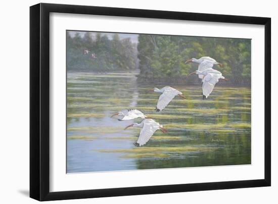 Flight of the Ibis-Bruce Dumas-Framed Giclee Print