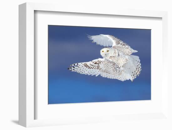 Flight of the Snowy - Snowy Owl-Jim Cumming-Framed Photographic Print
