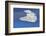 Flight of the Snowy - Snowy Owl-Jim Cumming-Framed Photographic Print