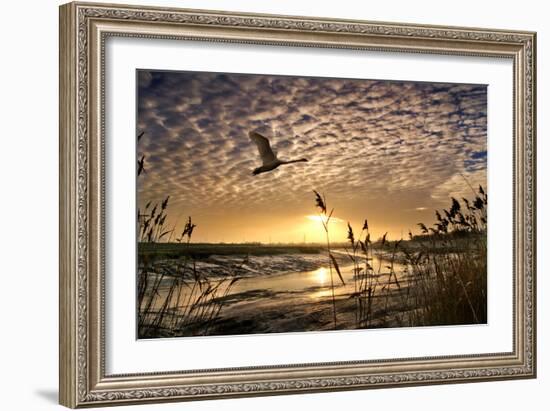 Flight of the Swan-Adrian Campfield-Framed Photographic Print