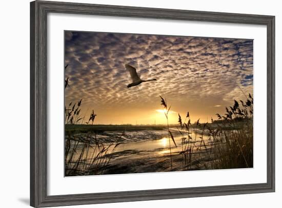 Flight of the Swan-Adrian Campfield-Framed Photographic Print