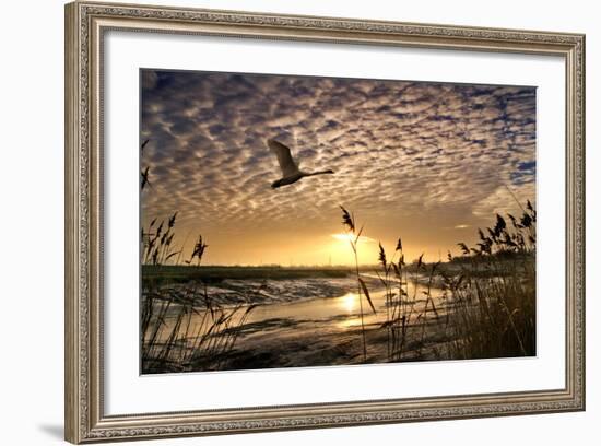 Flight of the Swan-Adrian Campfield-Framed Photographic Print