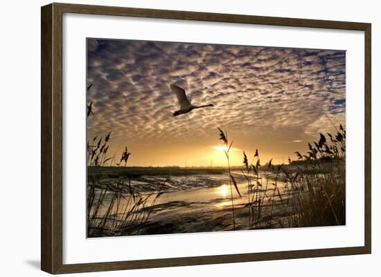 Flight of the Swan-Adrian Campfield-Framed Photographic Print