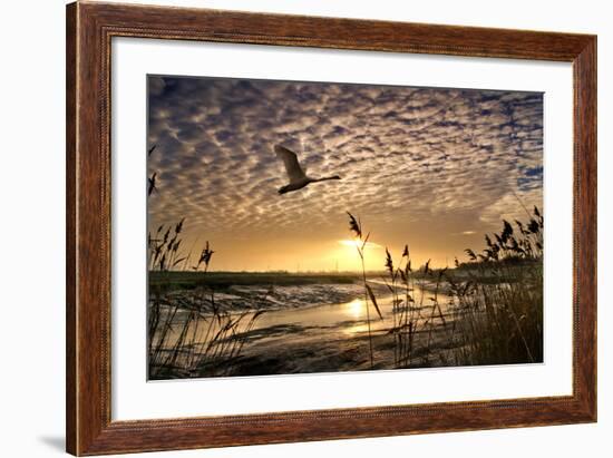 Flight of the Swan-Adrian Campfield-Framed Photographic Print