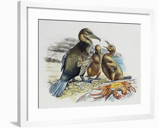 Flightless Cormorant or Galapagos Cormorant (Phalacrocorax Harrisi) with Chicks, Phalacrocoracidae-null-Framed Giclee Print
