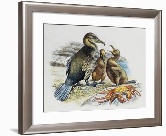 Flightless Cormorant or Galapagos Cormorant (Phalacrocorax Harrisi) with Chicks, Phalacrocoracidae-null-Framed Giclee Print