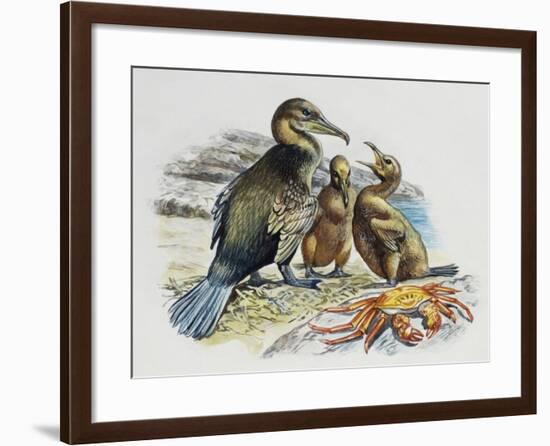 Flightless Cormorant or Galapagos Cormorant (Phalacrocorax Harrisi) with Chicks, Phalacrocoracidae-null-Framed Giclee Print