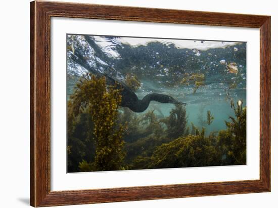 Flightless Cormorant Underwater Galapagos Islands, Ecuador-Pete Oxford-Framed Photographic Print