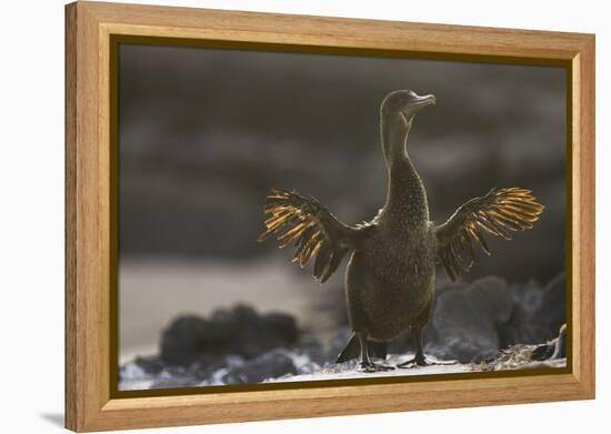 Flightless Cormorant-DLILLC-Framed Premier Image Canvas