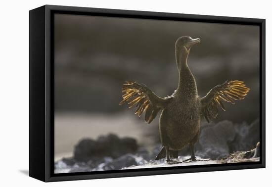 Flightless Cormorant-DLILLC-Framed Premier Image Canvas