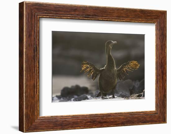 Flightless Cormorant-DLILLC-Framed Photographic Print