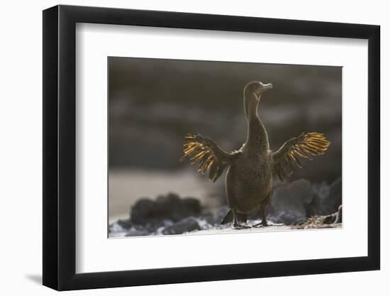 Flightless Cormorant-DLILLC-Framed Photographic Print