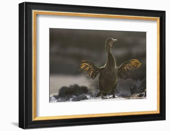 Flightless Cormorant-DLILLC-Framed Photographic Print