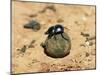 Flightless Dung Beetle Rolling Brood Ball, Addo National Park, South Africa, Africa-Ann & Steve Toon-Mounted Photographic Print