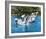 Flipper-null-Framed Photo