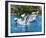 Flipper-null-Framed Photo