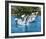 Flipper-null-Framed Photo