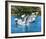 Flipper-null-Framed Photo