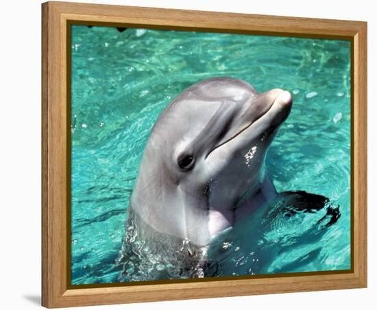 Flipper-null-Framed Stretched Canvas