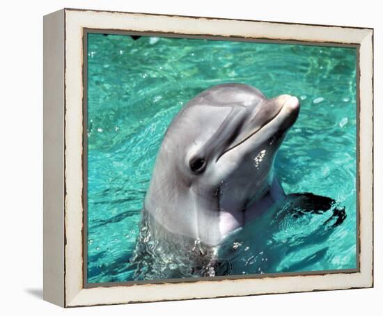 Flipper-null-Framed Stretched Canvas