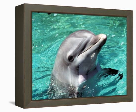 Flipper-null-Framed Stretched Canvas