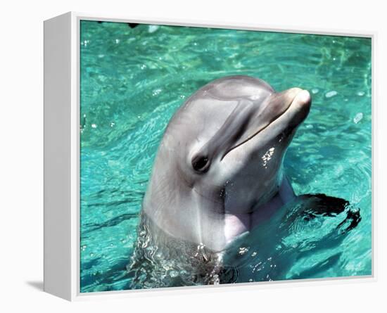 Flipper-null-Framed Stretched Canvas