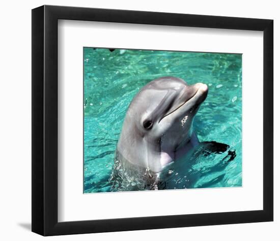 Flipper-null-Framed Photo