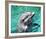 Flipper-null-Framed Photo