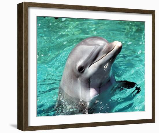 Flipper-null-Framed Photo