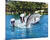 Premium Photographic Print