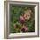 Flit - Satyr Butterfly on Thistle-Kirstie Adamson-Framed Giclee Print